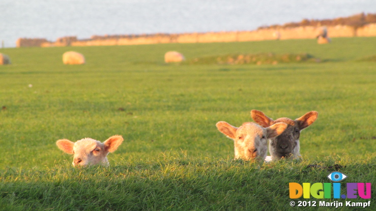 SX21909 Three lambs in morning sun